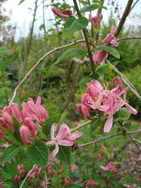 Lonicera tatarica 'Sibirica' fleur P25